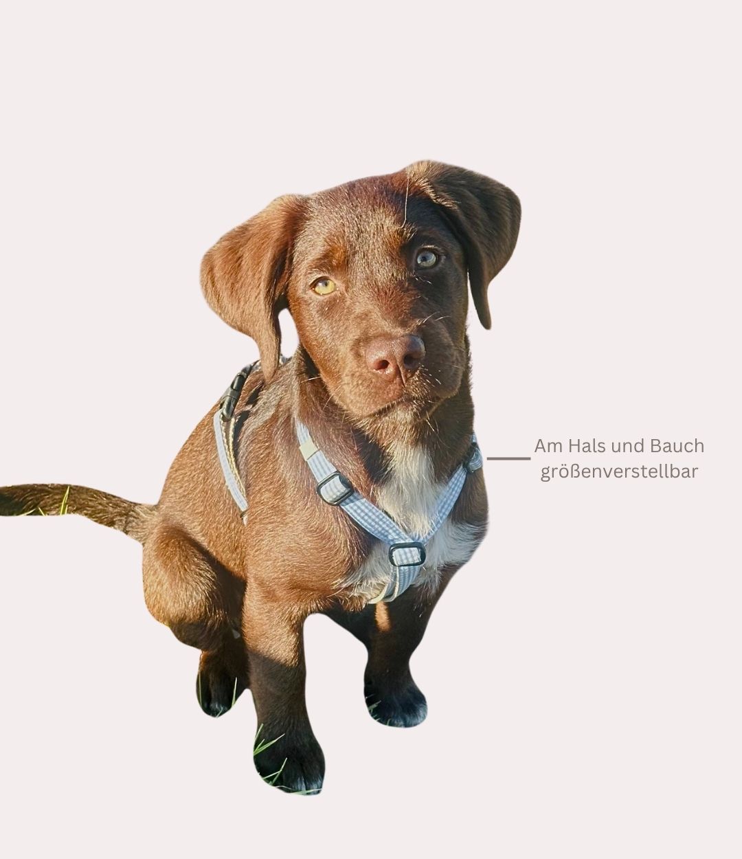 Hundegeschirr "Bayrisch"